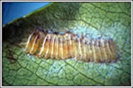 GWSS egg mass on leaf